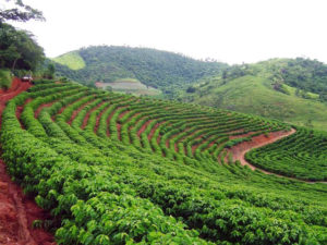 Produzione mondiale di caffè stimata in aumento del 2,5% per la campagna 2025-26