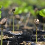 I prezzi mondiali del caffè più alti di sempre e saliranno ancora nel 2025